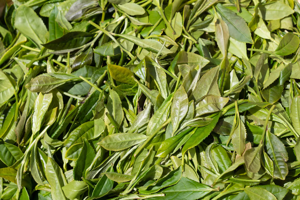 Tbilisi Private Tour - Freshly plucked tea leaves