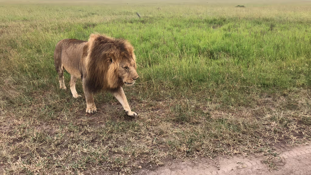 Nairobi Private Tour - 