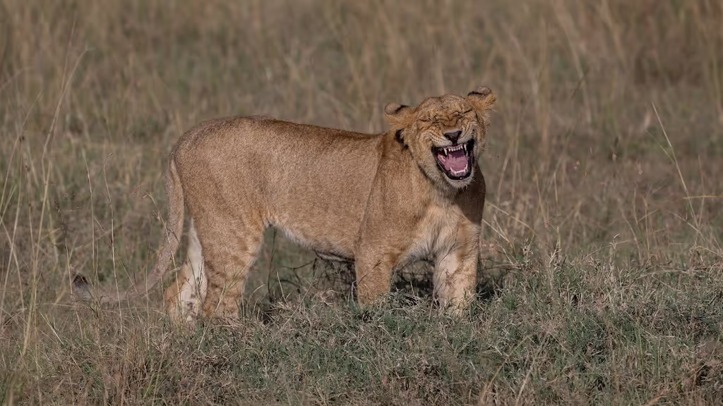 Nairobi Private Tour - 