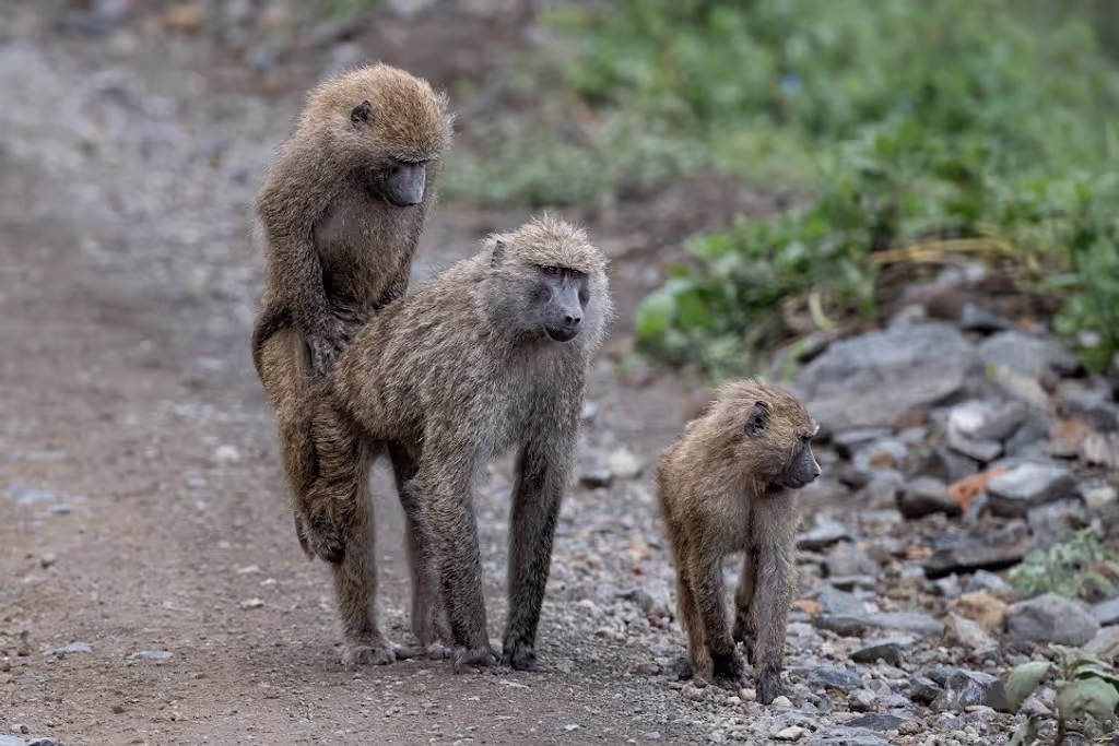 Nairobi Private Tour - 