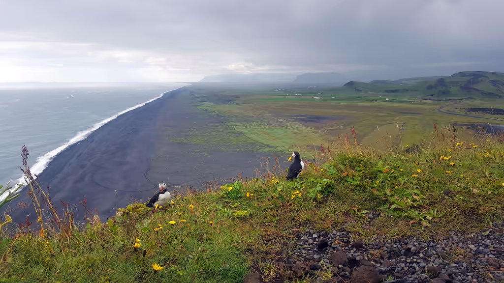 Reykjavik Private Tour - Puffins at Dyrholaey