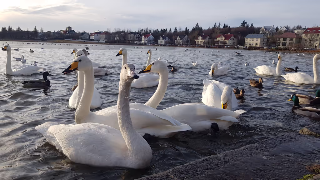 Reykjavik Private Tour - 