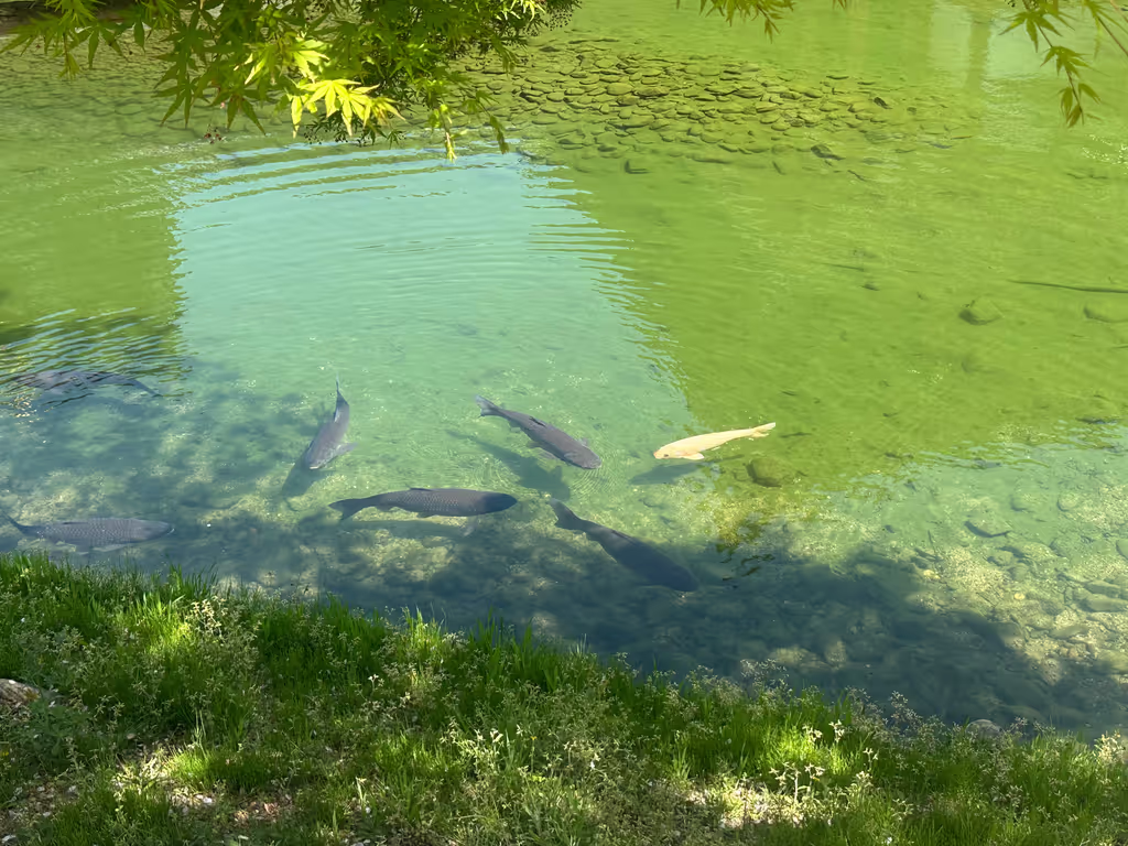 Kyoto Private Tour - 