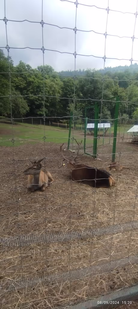 Yerevan Private Tour - Deer breeding park