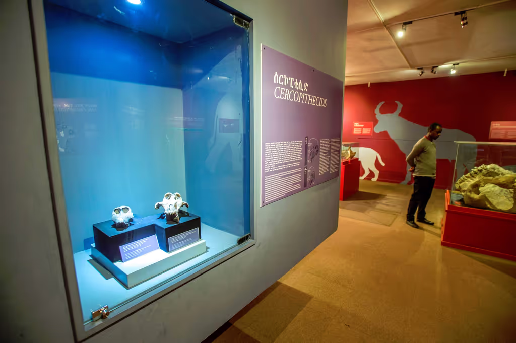 Addis Ababa Private Tour - Fascinating Exhibits at the National Muse