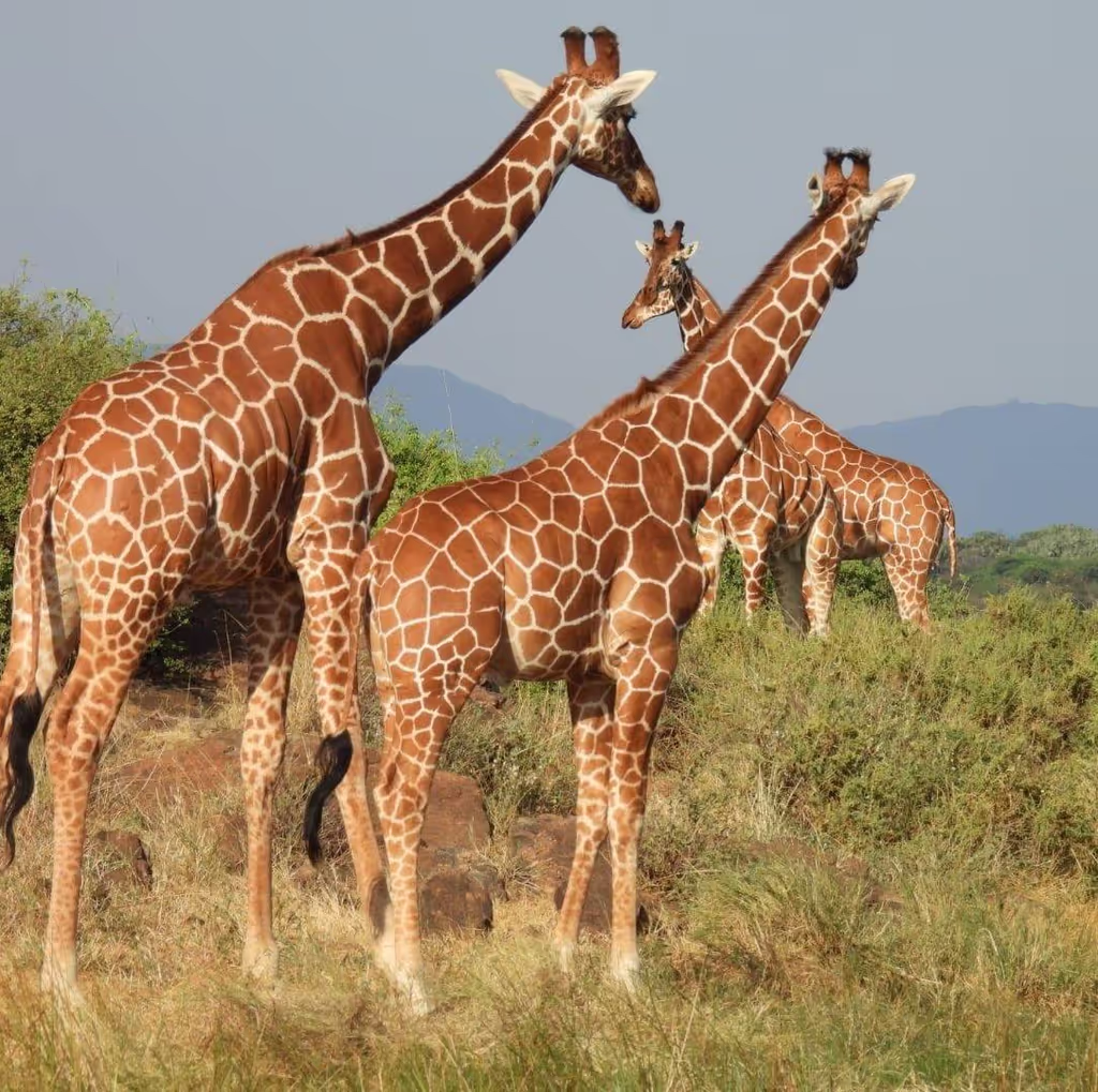 Nairobi Private Tour - 