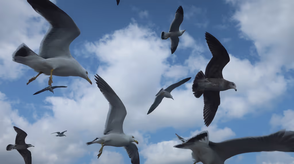 Kyoto Private Tour - A lot of seagulls