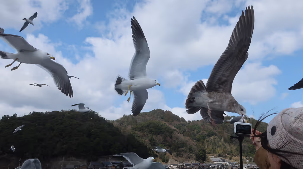 Kyoto Private Tour - A lot of seagulls