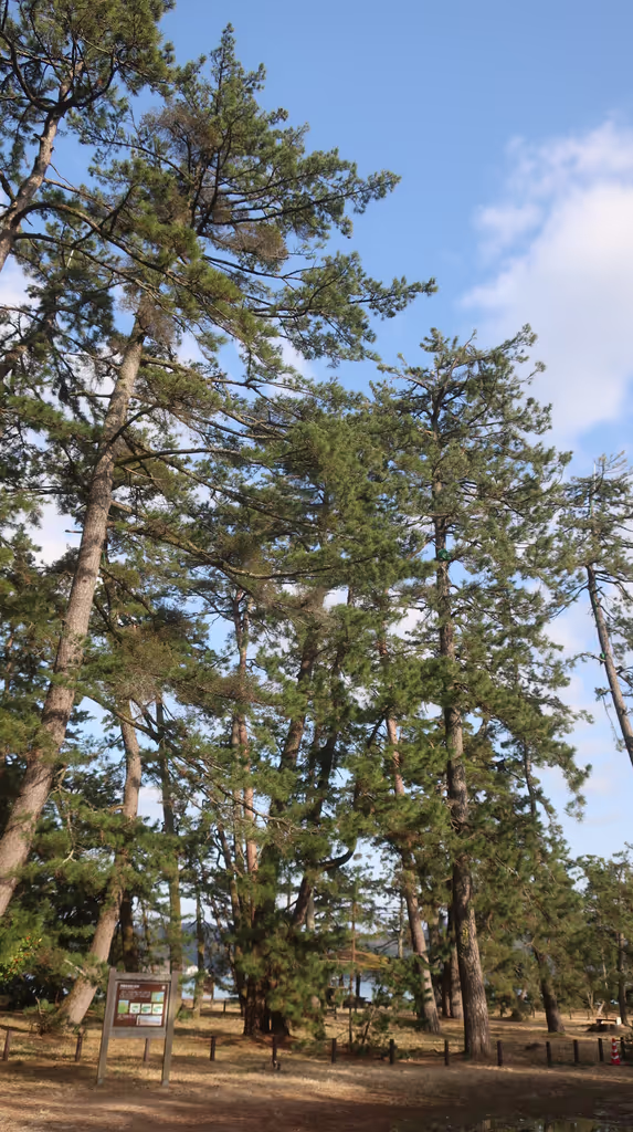 Kyoto Private Tour - Pine tree