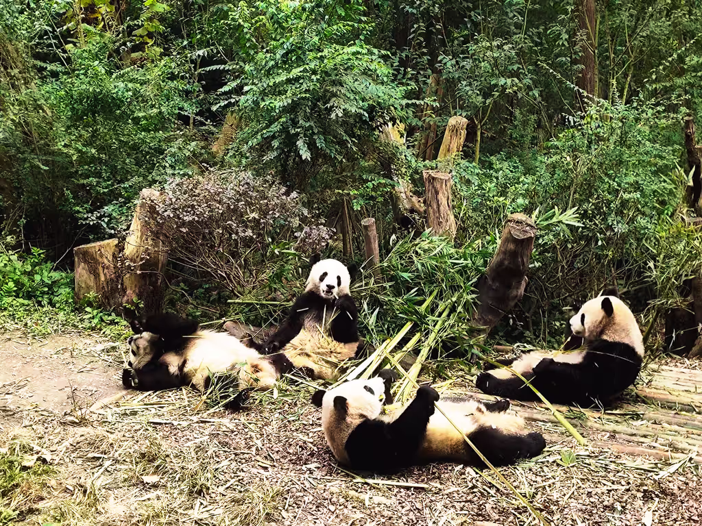 Chengdu Private Tour - EARLY BIRD | Peaceful Morning Panda Encounter