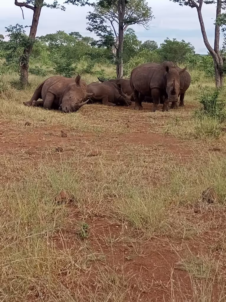 Lusaka Private Tour - Rhino experience