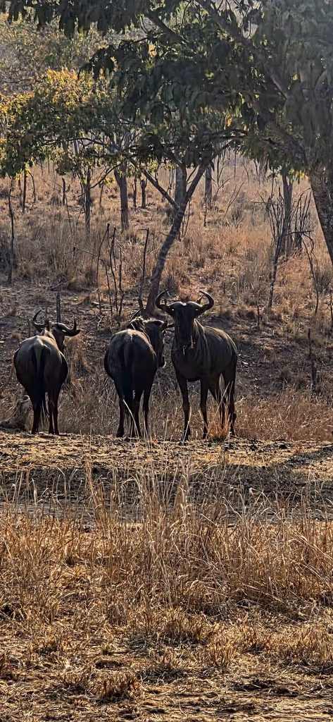 Lusaka Private Tour - Ranch