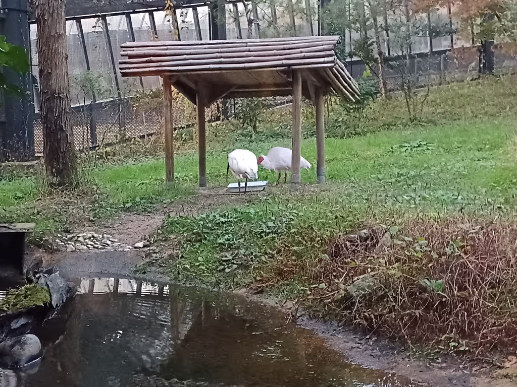 Sado Private Tour - Toki (Crested Ibis)