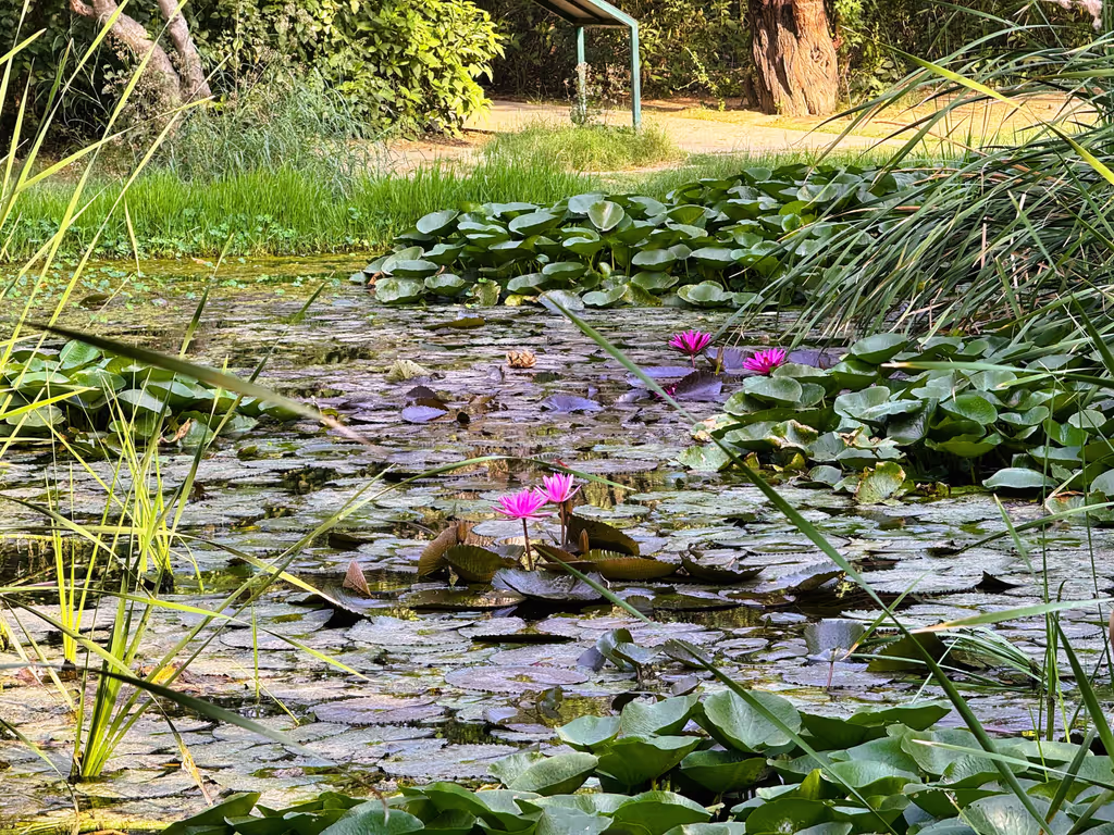 Delhi Private Tour - Lotus pond