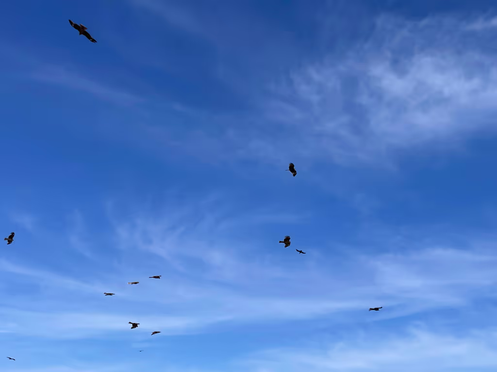 Kamakura Private Tour - A gathering of Kites circling the Enoshima sky