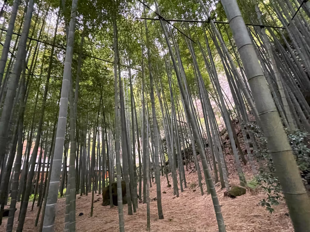 Kamakura Private Tour - Houkokuji temple