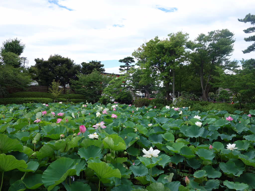 Kamakura Private Tour - Genpei Ponds of Tsurugaoka Hachimangu in summer