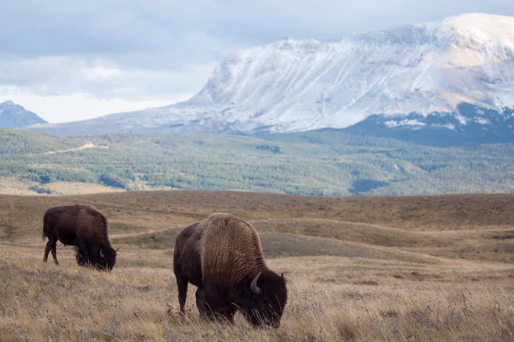 Calgary Private Tour - 