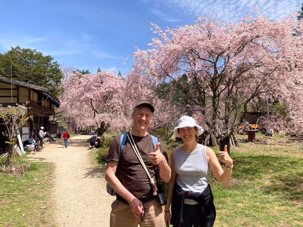 Gifu Private Tour - Weeping cherries in April