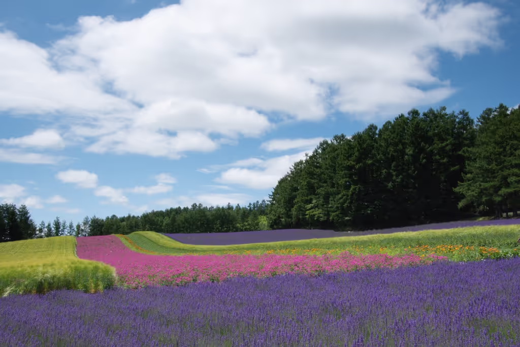 Sapporo Private Tour - 