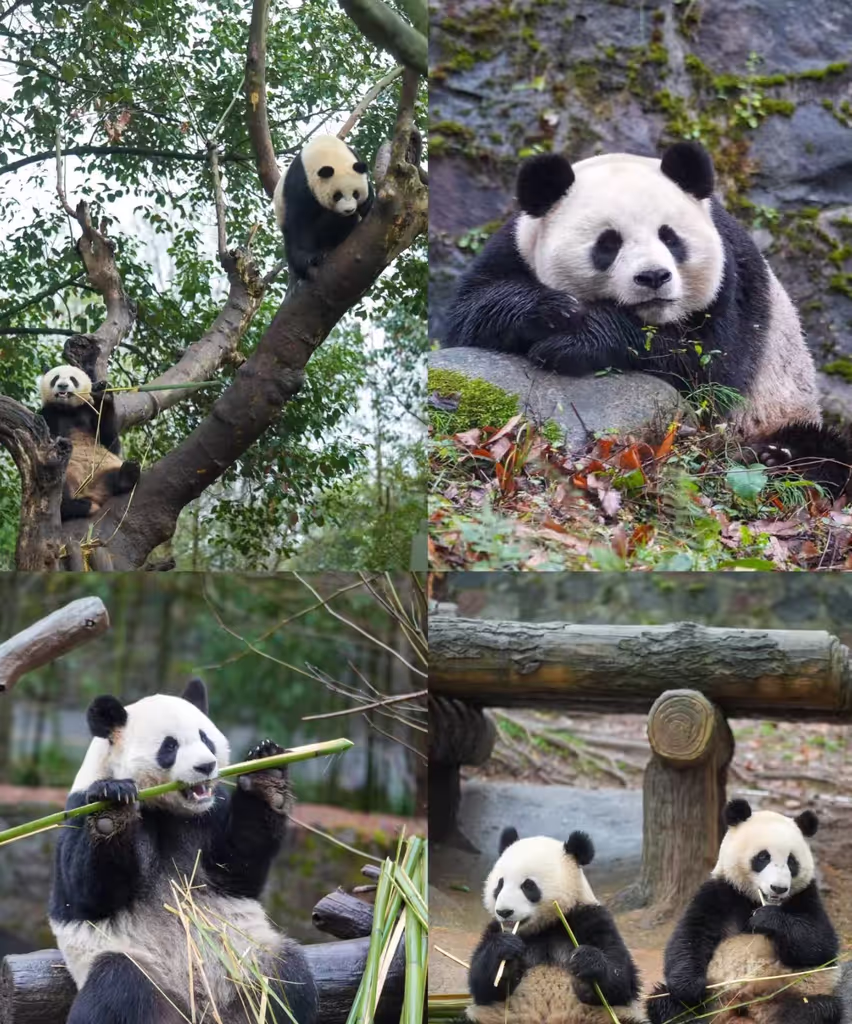 Chengdu Private Tour - 