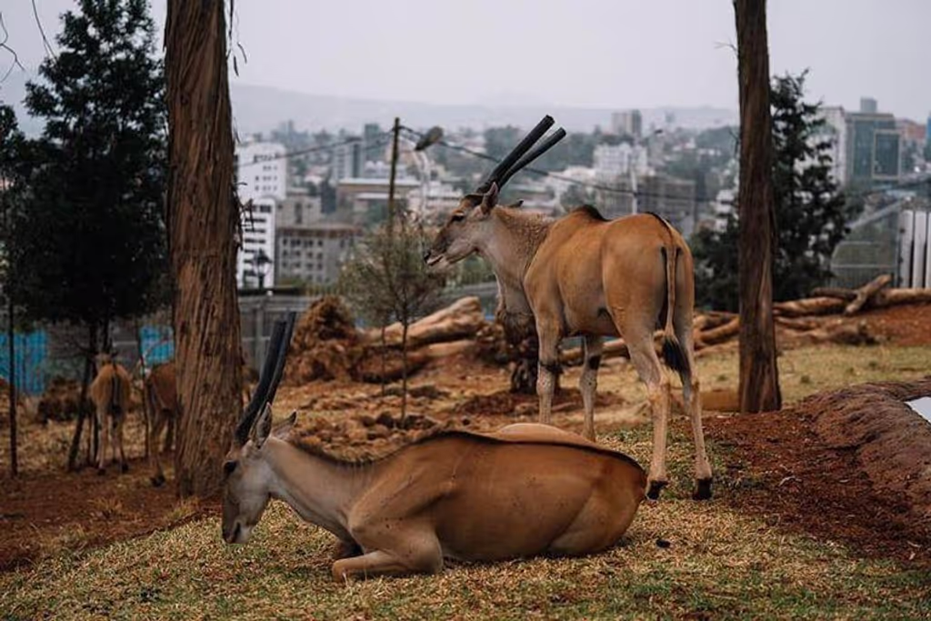 Addis Ababa Private Tour - Gazelle