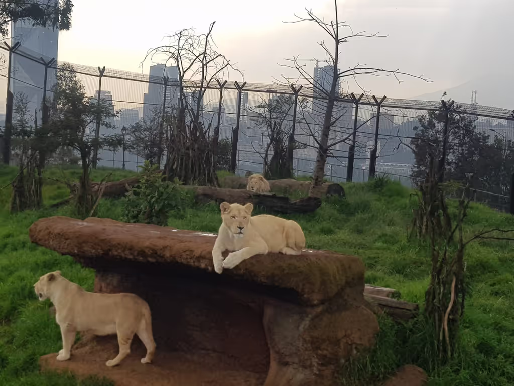 Addis Ababa Private Tour - White Lion