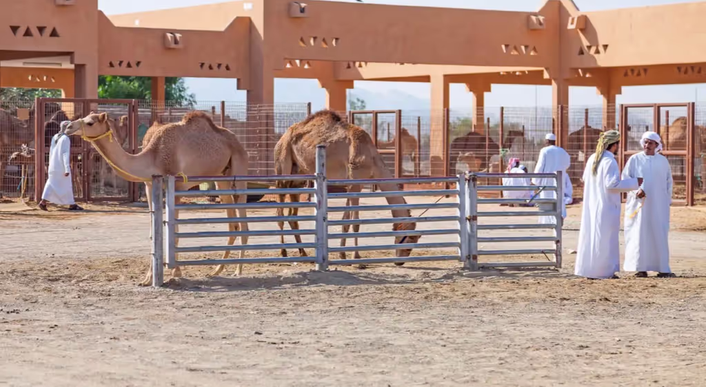 Al Ain Private Tour - 