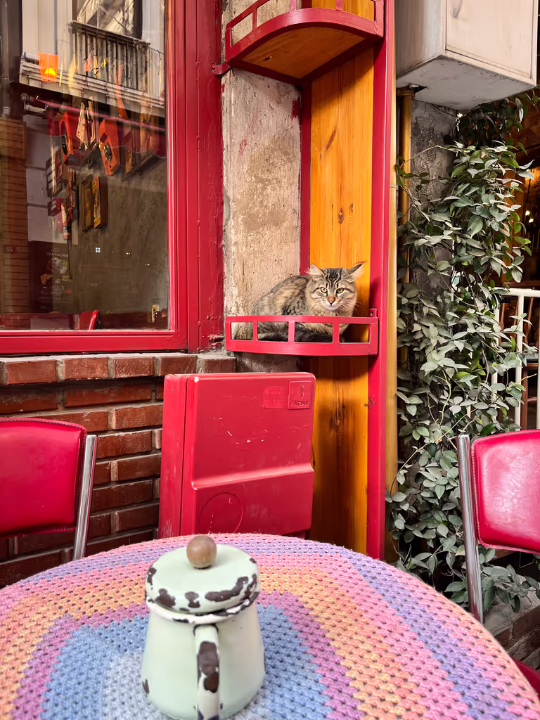 Istanbul Private Tour - naftalin cafe & cats
