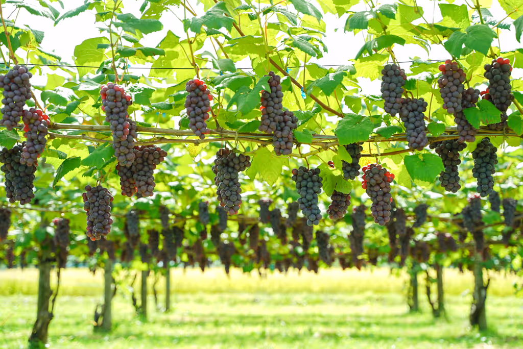 Aomori Private Tour - Grapes in rural Aomori