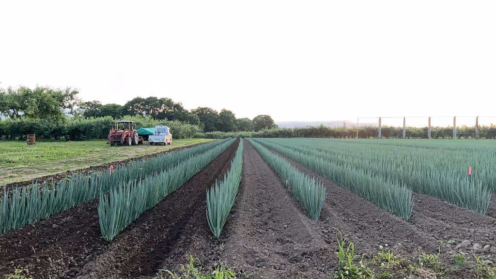Aomori Private Tour - Visiting a leek field