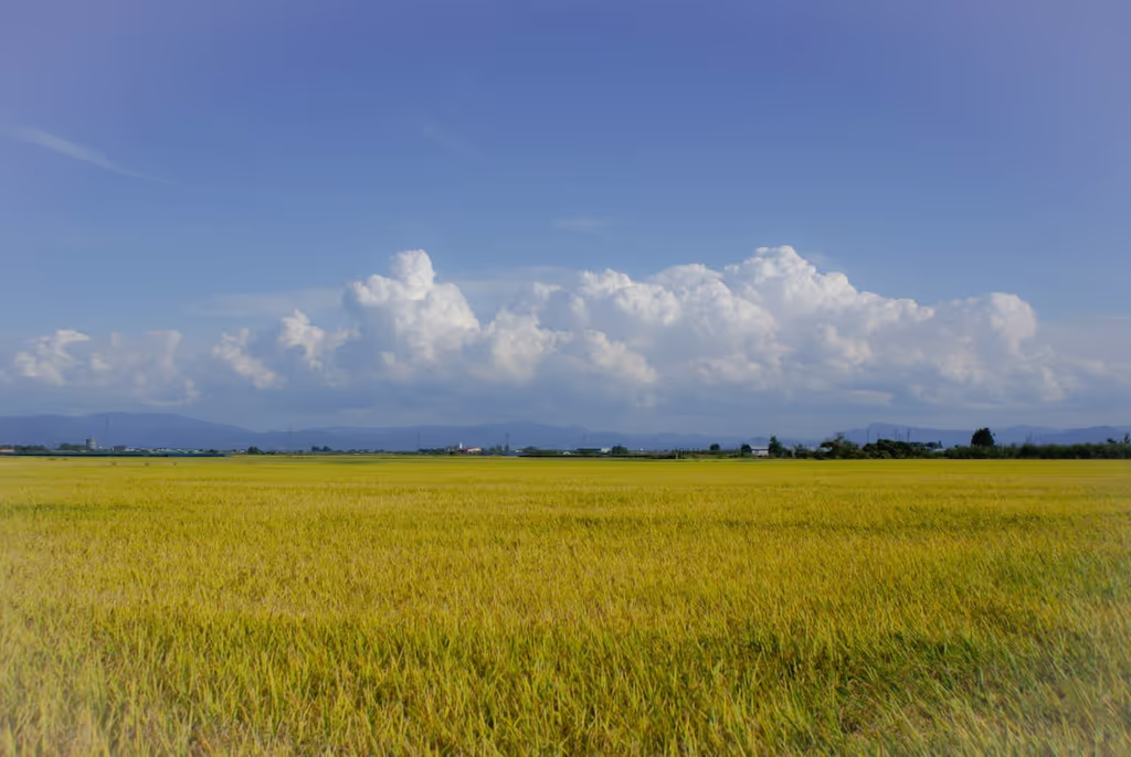 Aomori Private Tour - Rice fields of Aomori
