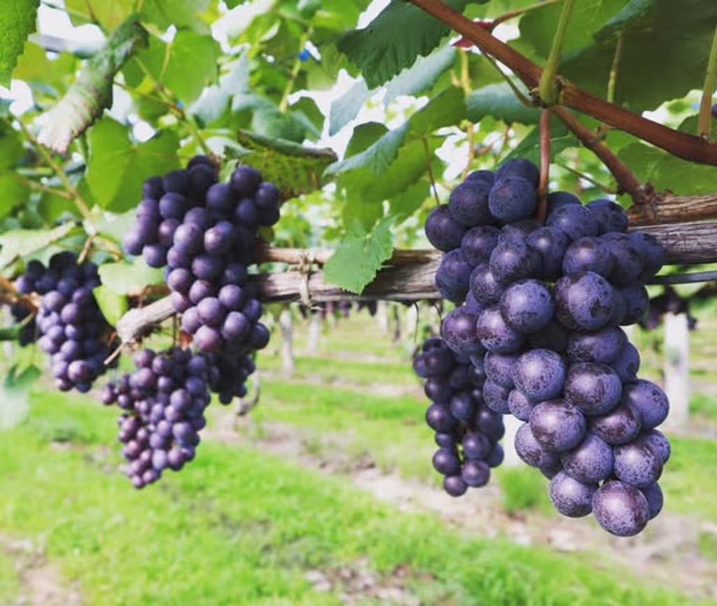 Aomori Private Tour - Grapes in rural Aomori