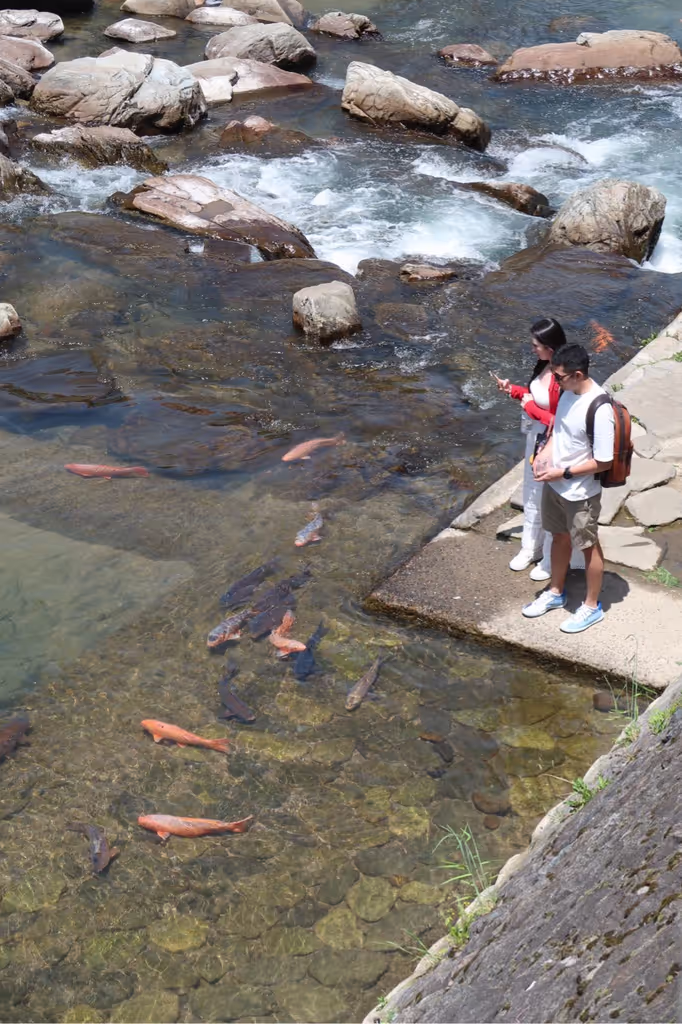 Takayama Private Tour - Feeding koi fish in the Miyagawa River