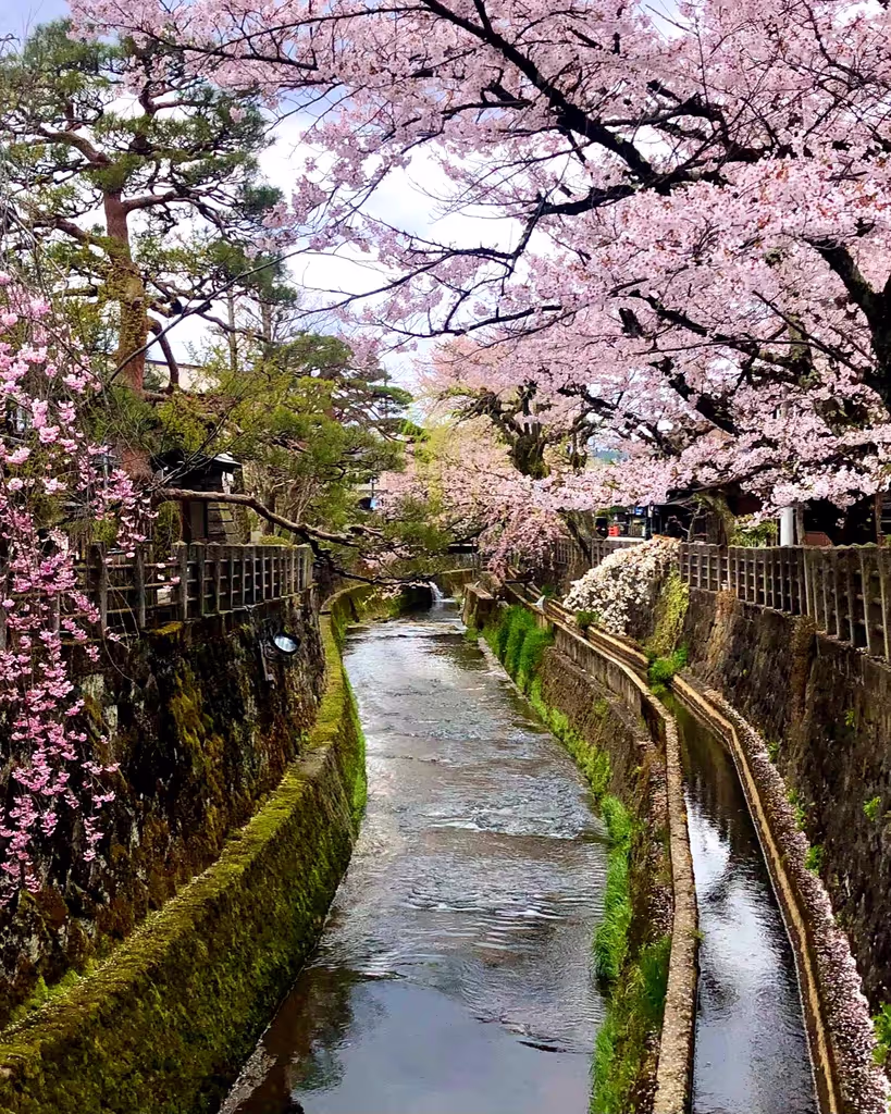 Takayama Private Tour - Seasonal beauty in Takayama