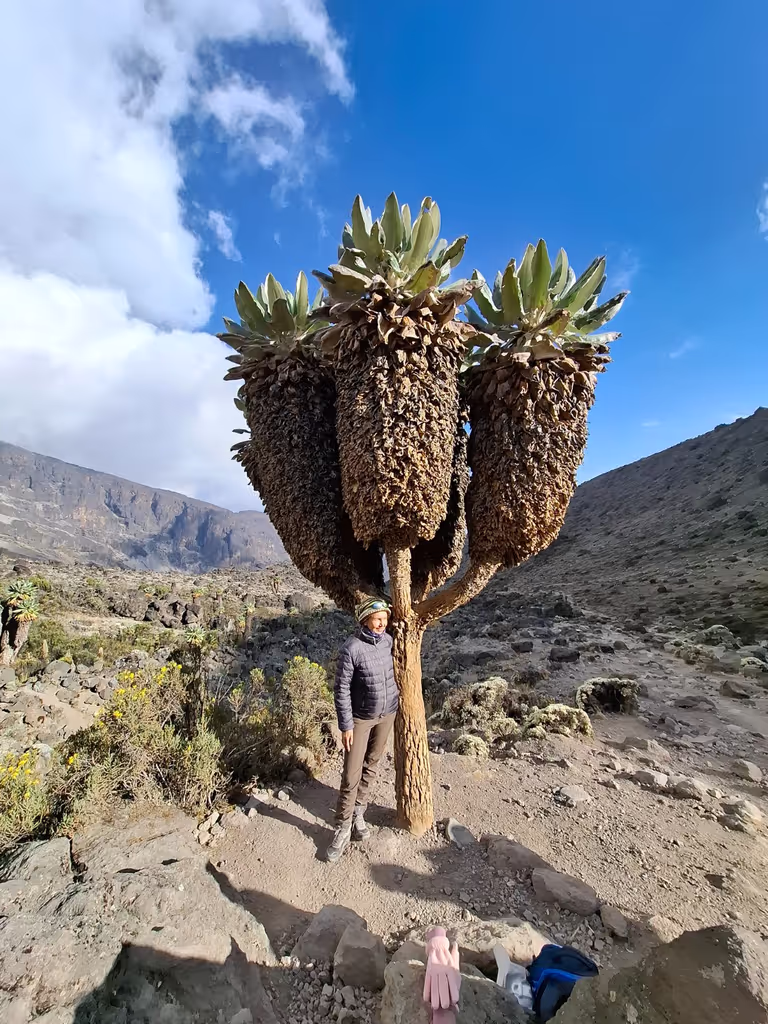 Kilimanjaro Private Tour - 