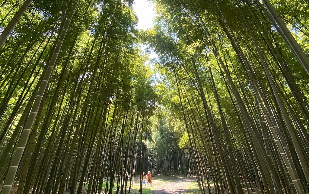 Tochigi Private Tour - Bamboo Forest
