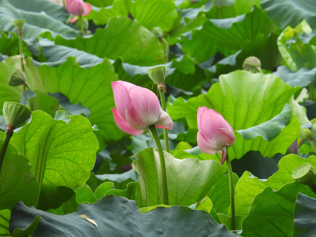 Hangzhou Private Tour - 