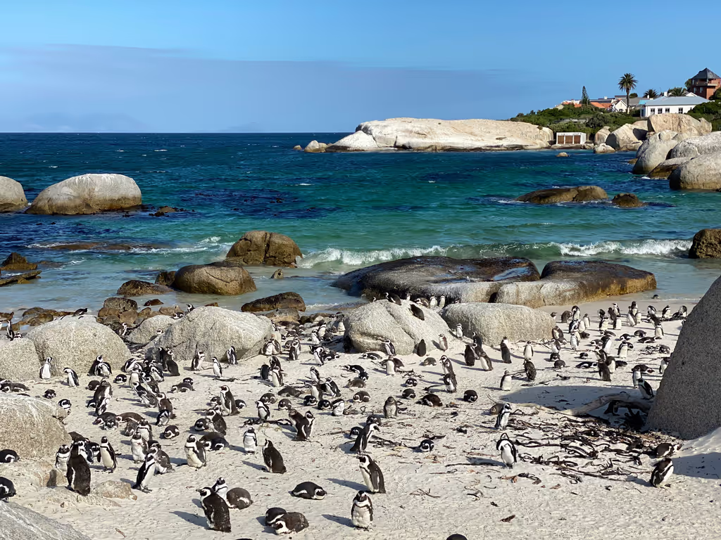 Cape Town Private Tour - 