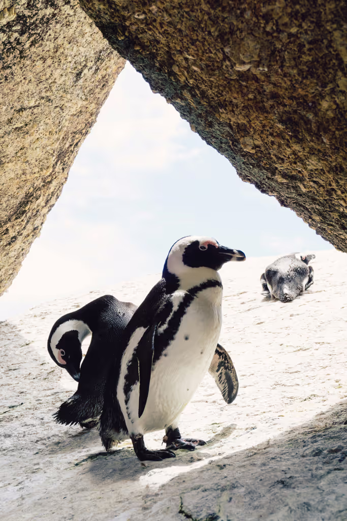 Cape Town Private Tour - 
