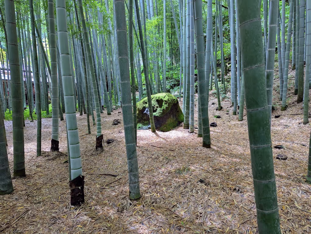 Tokyo Private Tour - 