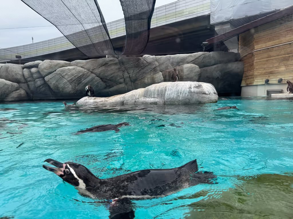 Osaka Private Tour - Tennoji Zoo