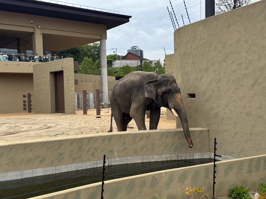 Osaka Private Tour - Tennoji Zoo