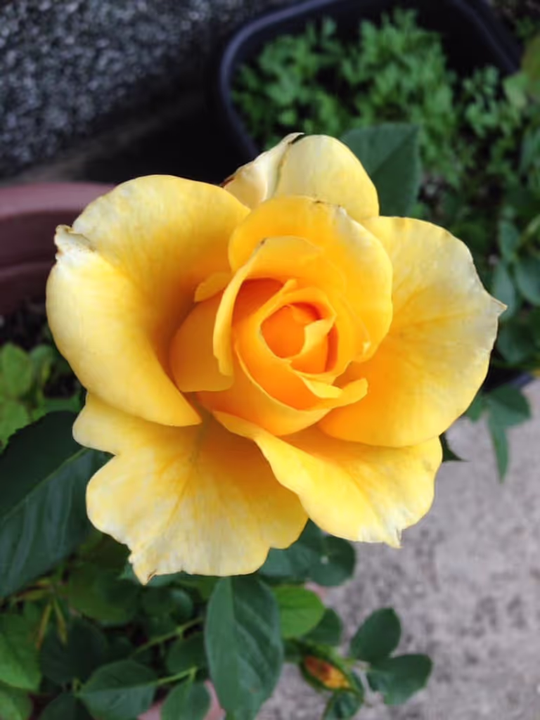 Wakayama Private Tour - Yellow Rose – Friendship and happiness