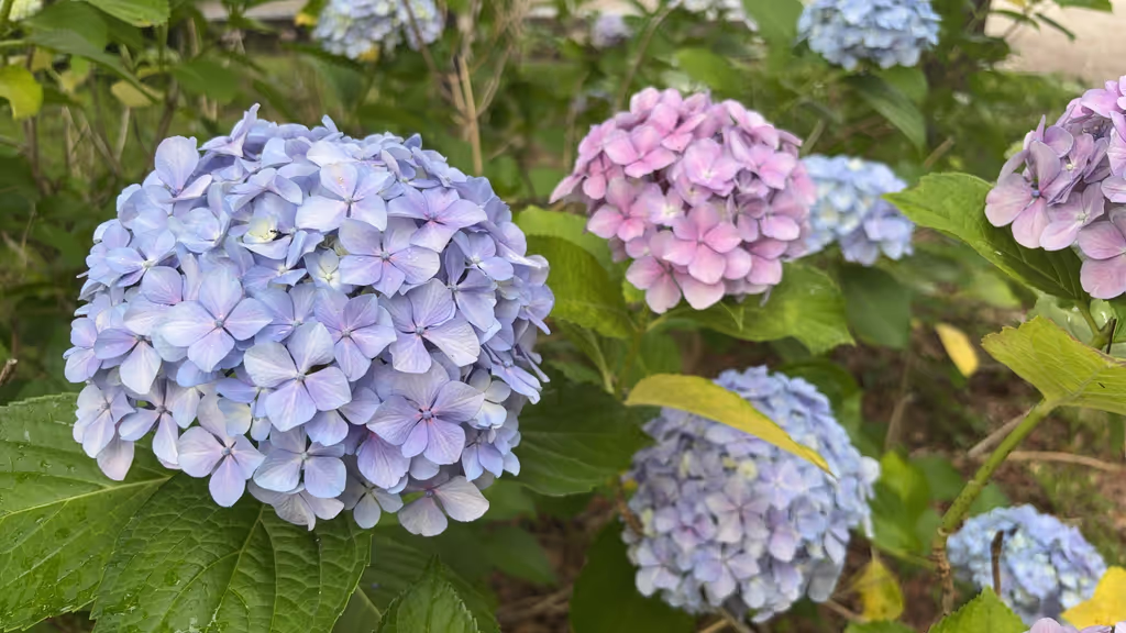 Osaka Private Tour - 