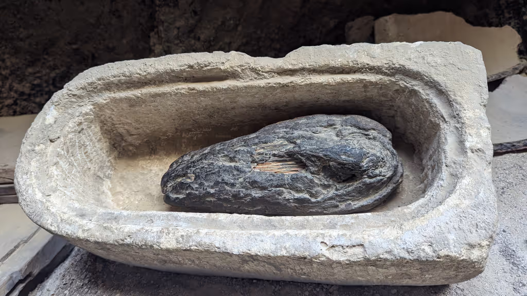 Minya Private Tour - Ibis mummified bird