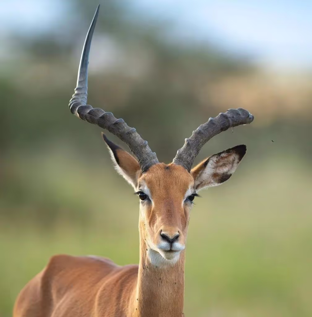 Zanzibar Private Tour - 