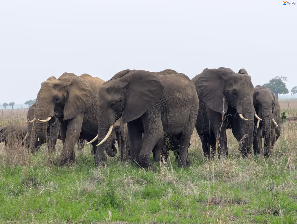 Zanzibar Private Tour - 