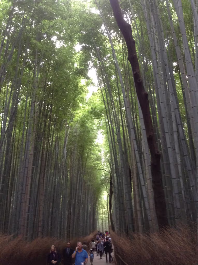 Kyoto Private Tour - Bamboo forest in Arashiyama
