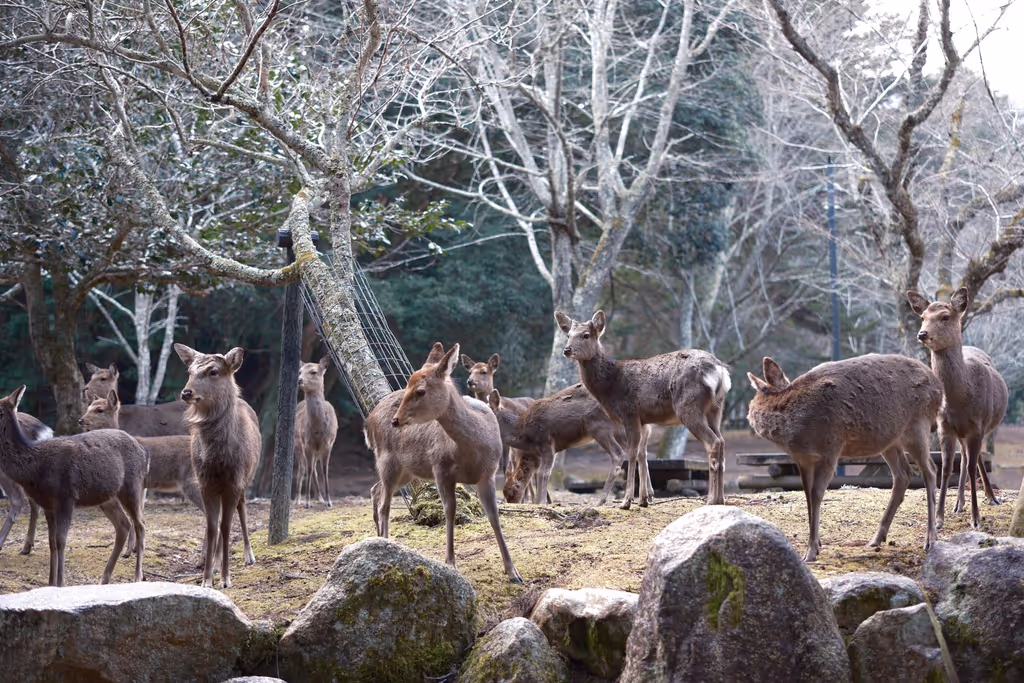 Hiroshima Private Tour - 
